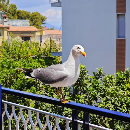 Sasa * Sorrento